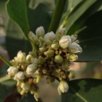 Glycosmis pentaphylla (Retz.) DC.